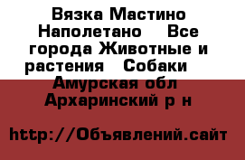 Вязка Мастино Наполетано  - Все города Животные и растения » Собаки   . Амурская обл.,Архаринский р-н